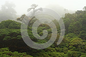 Cloud forest in Costa Rica