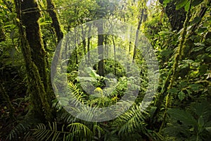 Cloud forest from Costa Rica photo