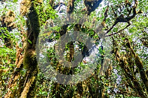 Cloud forest covering Maderas volcano on Ometepe island, Nicarag photo