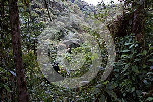 Cloud Forest in Ecuador  843527