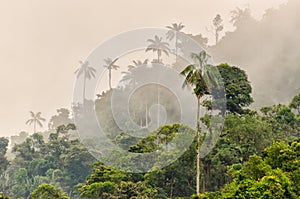 Cloud forest photo