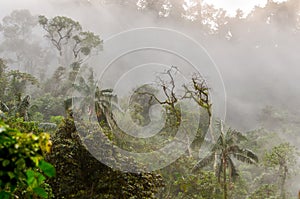 Cloud forest photo