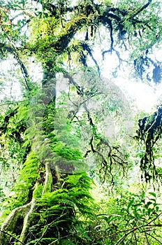 Cloud forest or mossy forest