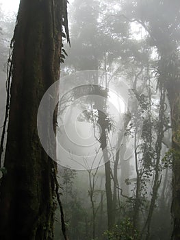 Cloud forest mount kinabalu borneo