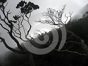 Cloud forest mount kinabalu borneo photo