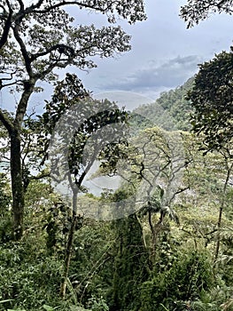 Cloud Forest Mountain Jungle Mystery