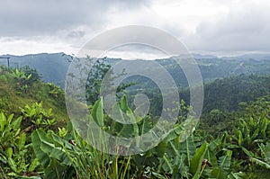 Cloud Forest and Mountain Range in Jayuya photo