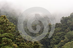 Cloud forest in the mountains of Costa Rica photo