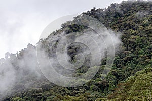 The cloud forest
