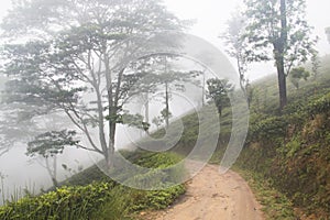 Cloud forest near Kandy, Sri Lanka