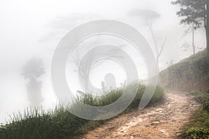 Cloud forest near Kandy, Sri Lanka