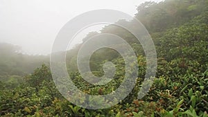 Cloud forest of Reserva Biologica Bosque Nuboso Monteverde