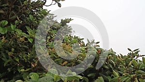 Cloud forest of Reserva Biologica Bosque Nuboso Monteverde