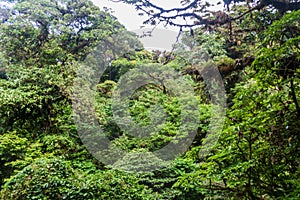 Cloud forest of Reserva Biologica Bosque Nuboso Monteverde, Costa Ri