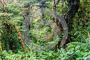 Cloud forest of Reserva Biologica Bosque Nuboso Monteverde, Costa Ri