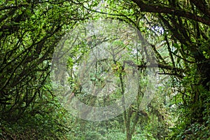 Cloud forest of Reserva Biologica Bosque Nuboso Monteverde, Costa Ri photo