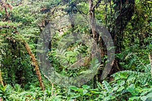 Cloud forest of Reserva Biologica Bosque Nuboso Monteverde, Costa Ri photo