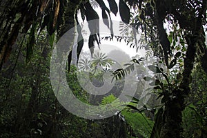 Cloud forest of Reserva Biologica Bosque Nuboso Monteverde, Costa Rica