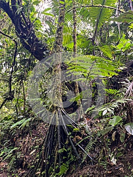 Cloud forest of Reserva Biologica Bosque Nuboso Monteverde, Costa Rica