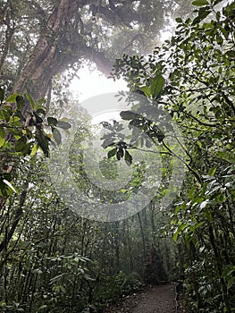 Cloud forest of Reserva Biologica Bosque Nuboso Monteverde, Costa Rica