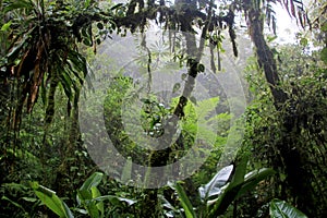 Cloud forest of Reserva Biologica Bosque Nuboso Monteverde, Costa Rica photo