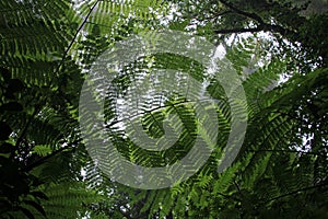 Cloud forest of Reserva Biologica Bosque Nuboso Monteverde, Costa Rica photo