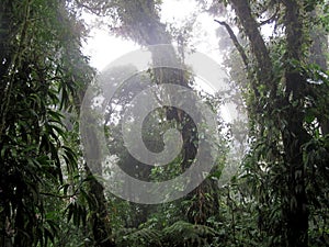 Cloud forest of Reserva Biologica Bosque Nuboso Monteverde, Costa Rica photo