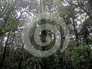 Cloud forest of Reserva Biologica Bosque Nuboso Monteverde, Costa Rica photo