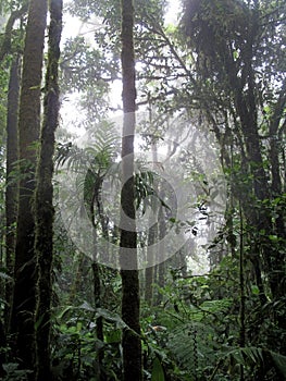 Cloud forest of Reserva Biologica Bosque Nuboso Monteverde, Costa Rica photo