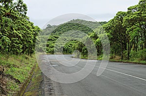 Cloud forest and road in the highlands of Santa Cruz