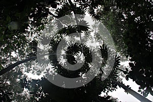 Cloud Forest Silhouettes Wilderness