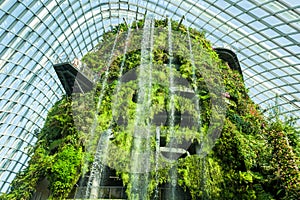 The Cloud Forest in Singapore