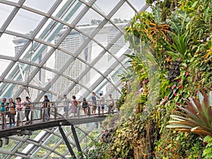 In the Cloud Forest - Singapore