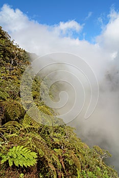 Cloud forest and tree ferns