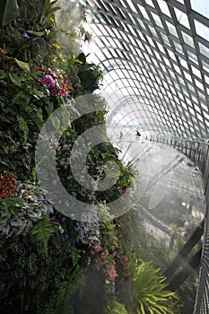 Cloud Forest Walkway Singapore Botanic Garden