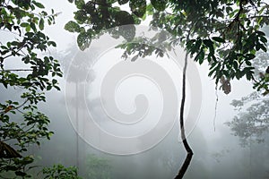 Cloud forest â€“ Amagusa, Ecuador