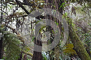 Cloud forests, mosses and ferns in RÃ¨union national park