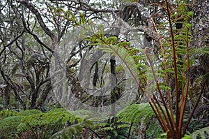 Cloud forests, mosses and ferns in RÃ¨union national park