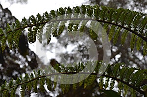 Cloud forests, mosses and ferns in RÃ¨union national park