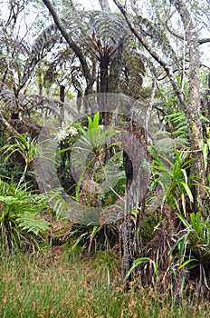 Cloud forests, mosses and ferns in RÃ¨union national park