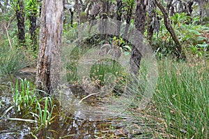 Cloud forests, mosses and ferns in RÃ¨union national park