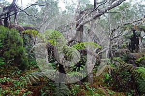 Cloud forests, mosses and ferns in RÃ¨union national park