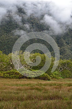 Cloud forests in RÃ¨union national park