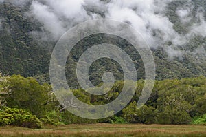 Cloud forests in RÃ¨union national park