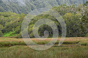 Cloud forests in RÃ¨union national park