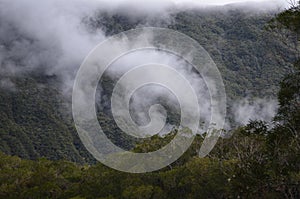 Cloud forests in RÃ¨union national park