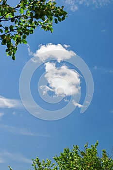 Cloud between green leaves of tree in summer