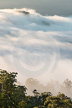 Cloud inversion above Gondwana rainforests in Australia photo