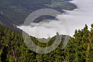 Cloud inversion over forest valley