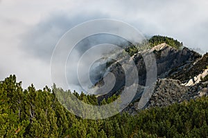 Cloud inversion over pine forest